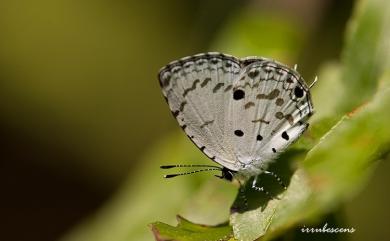 Megisba malaya sikkima Moore, 1884 黑星灰蝶