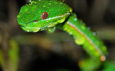 Trimeresurus stejnegeri Schmidt, 1925 赤尾青竹絲