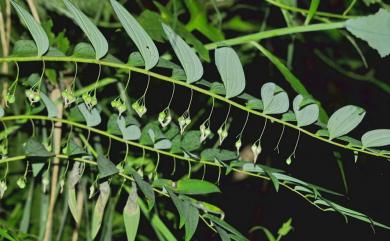 Polygonatum odoratum var. pluriflorum 萎蕤