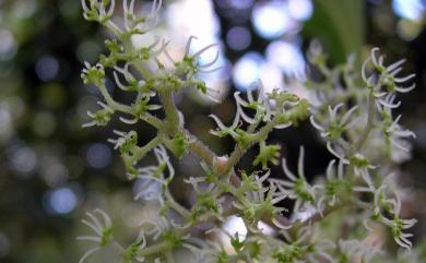 Dendrocnide meyeniana (Walp.) Chew 咬人狗