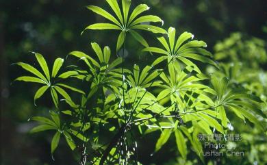 Heptapleurum taiwanianum (Nakai) G.M.Plunkett & Lowry 臺灣鵝掌柴