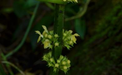 Paraphlomis javanica (Blume) Prain 假糙蘇