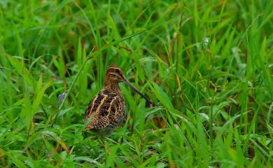 Gallinago gallinago (Linnaeus, 1758) 田鷸