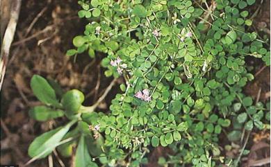 Astragalus sinicus L. 紫雲英