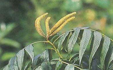 Platycarya strobilacea Siebold & Zucc. 化香樹