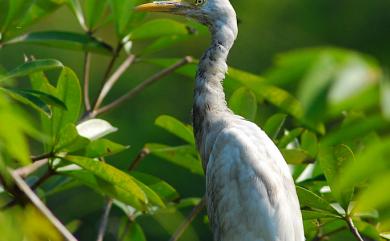 Bubulcus ibis coromandus 黃頭鷺