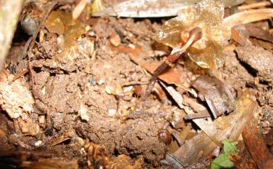 Gastrodia shimizuana Tuyama 清水氏赤箭