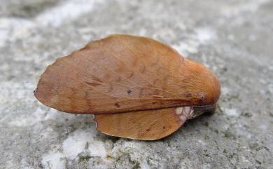 Paradoxopla sinuata taiwana (Wileman, 1915) 臺灣枯葉蛾