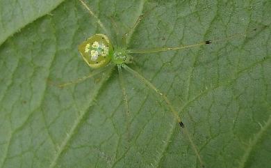 Chrysso foliata L. Koch, 1878 斑點金姬蛛