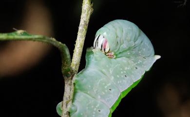 Disparia diluta variegata (Wileman, 1910) 霧迴舟蛾