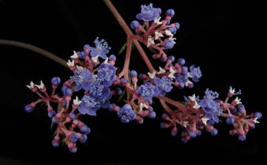 Hydrangea densifolia (C.F.Wei) Y.De Smet & Granados 臺灣草紫陽花