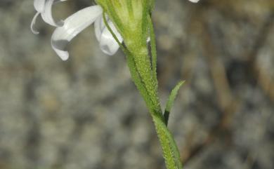 Aster altaicus Willd. 臺東鐵桿蒿