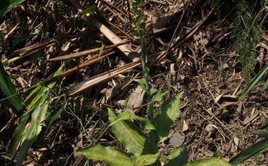 Habenaria stenopetala Lindl. 狹瓣玉鳳蘭