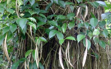 Aeschynanthus acuminatus 芒毛苣苔