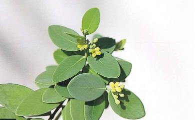 Wikstroemia indica 南嶺蕘花