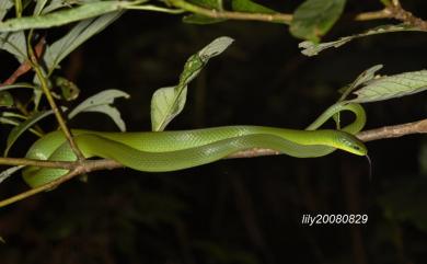 Cyclophiops major Günther, 1858 青蛇