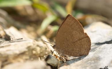 Arhopala paramuta horishana Matsumura, 1910 暗色紫灰蝶