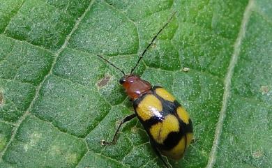 Arthrotus tricolor (Chujo, 1965) 三色豔螢金花蟲