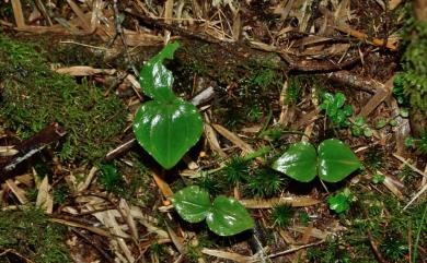 Cypripedium debile 小喜普鞋蘭