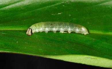 Notocrypta curvifascia (C. Felder & R. Felder, 1862) 袖弄蝶