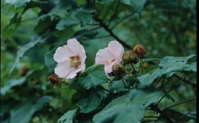 Hibiscus taiwanensis 山芙蓉