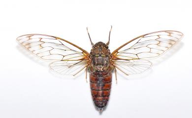 Pomponia linearis (Walker, 1850) 臺灣騷蟬