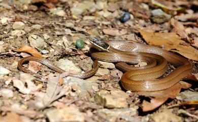 Sibynophis chinensis (Günther, 1889) 黑頭蛇