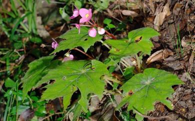 Begonia austrotaiwanensis Y.K.Chen & C.I Peng 南臺灣秋海棠