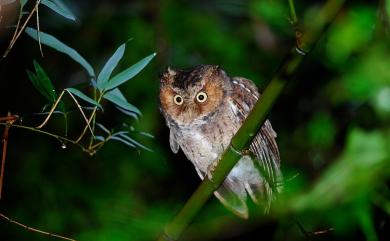 Otus spilocephalus hambroecki (Swinhoe, 1870) 黃嘴角鴞