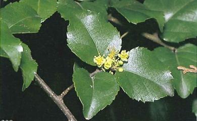 Xylosma congesta 柞木