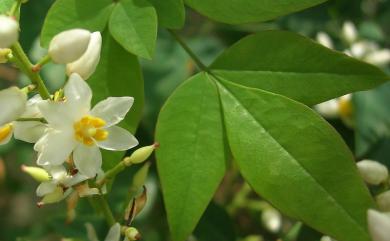 Nandina domestica 南天竹