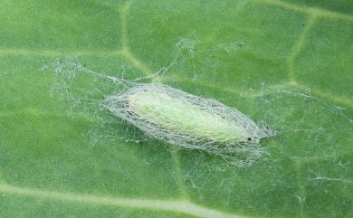 Plutella xylostella (Linnaeus, 1758) 小菜蛾