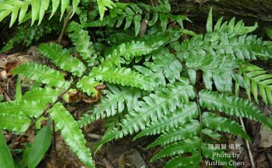 Alsophila podophylla Hook. 鬼桫欏