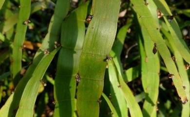 Muehlenbeckia platyclada (F.J. Müll.) Meisn. 竹節蓼