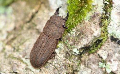 Dorcus taiwanicus Nakane et Makino,1985 臺灣鏽鍬形蟲