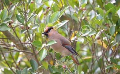 Bombycilla japonica (Siebold, 1824) 朱連雀