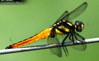 Lyriothemis flava Oguma, 1915 樹穴蜻蜓