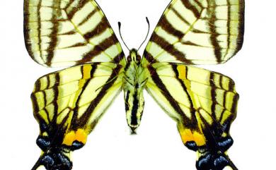 Graphium mullah chungianus (Murayama, 1961) 黑尾劍青鳳蝶