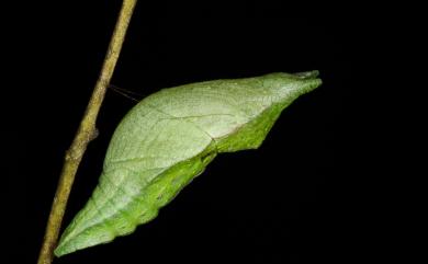 Papilio bianor thrasymedes Fruhstorfer, 1909 翠鳳蝶