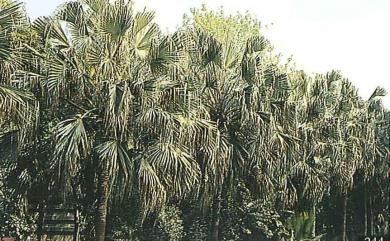 Livistona chinensis var. subglobosa (Hassk.) Becc. 蒲葵