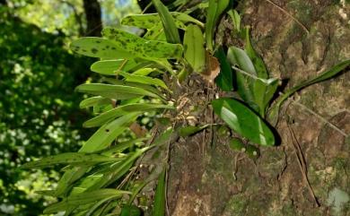 Bulbophyllum pectinatum Finet 阿里山豆蘭