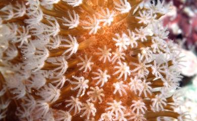 Lobophytum crassum von Marenzeller, 1886 隔板葉形軟珊瑚