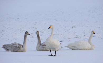 Cygnus cygnus (Linnaeus, 1758) 黃嘴天鵝