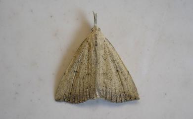 Treitschkendia insipidalis (Wileman, 1915) 白褐芊鬚裳蛾