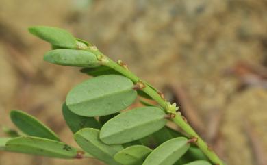 Phyllanthus ussuriensis 密甘草