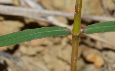 Euphorbia bifida Hook.& Arn. 華南大戟