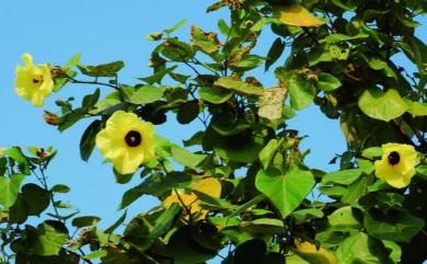 Hibiscus tiliaceus 黃槿