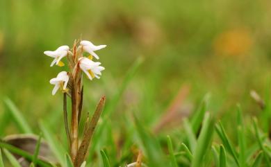 Zeuxine strateumatica var. strateumatica (L.) Schltr. 線柱蘭