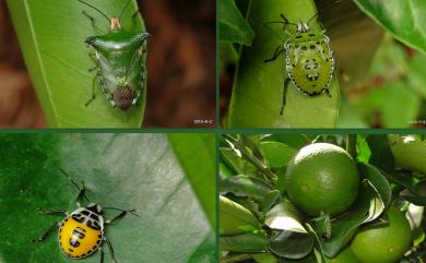 Rhynchocoris humeralis (Thunberg, 1783) 柃蝽