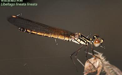 Libellago lineata lineata (Burmester, 1893) 脊紋鼓蟌